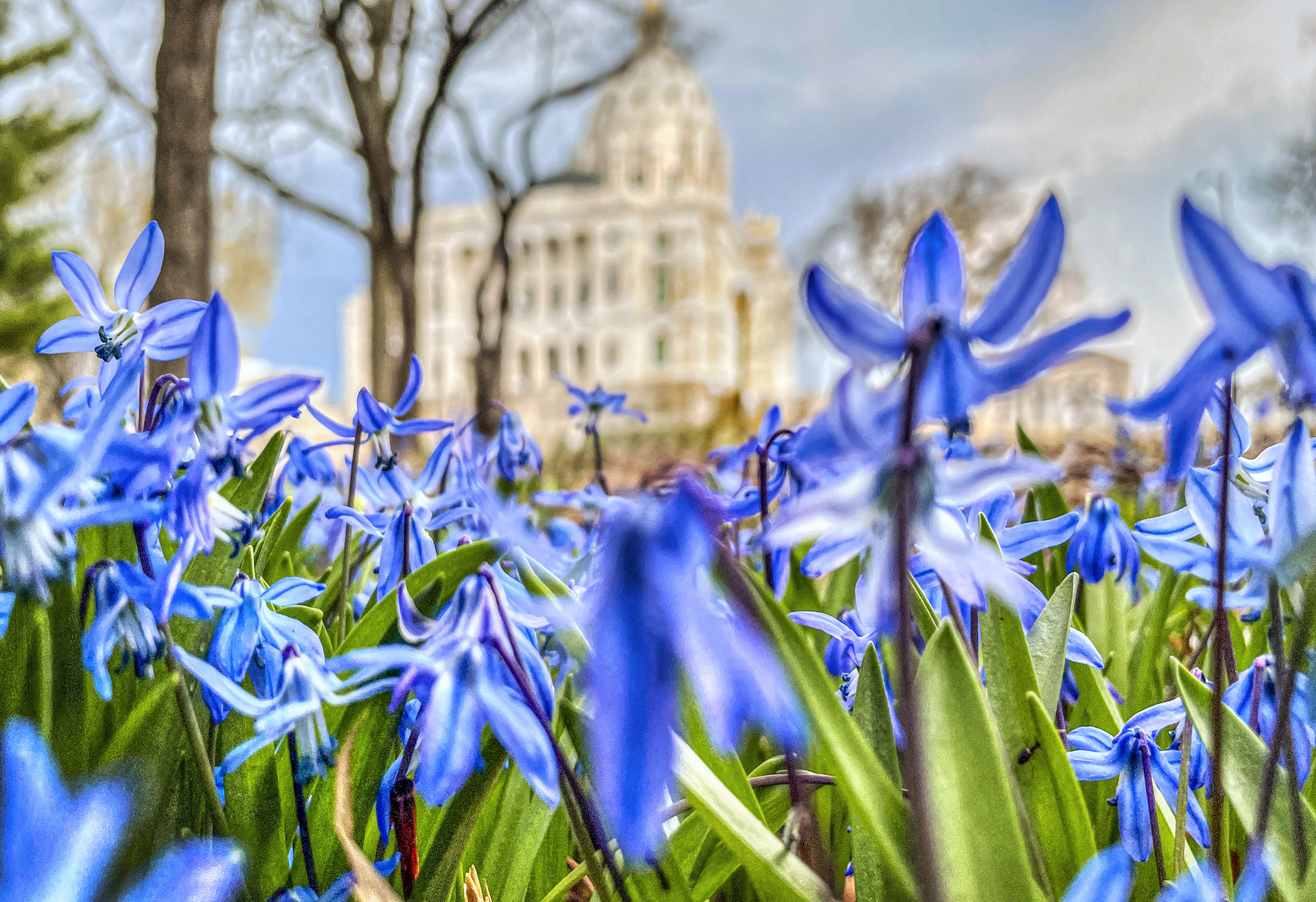 Scilla flowers bloomed around the State Office Building this week, one of the first signs of spring at the Capitol Complex. Photo by Andrew VonBank